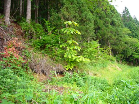 奥飛騨トマトパークかかし庵 栽培日記ブログ ほう葉寿司